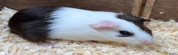 Guinea Pig rodents for sale: A pair of sisters - Dutch golden agouti - Advert 5
