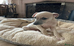 Mixed Breed dogs for sale:  🐶✨ ADORABLE WIGGY PUPPIES – licenced  breeder  - Image 8