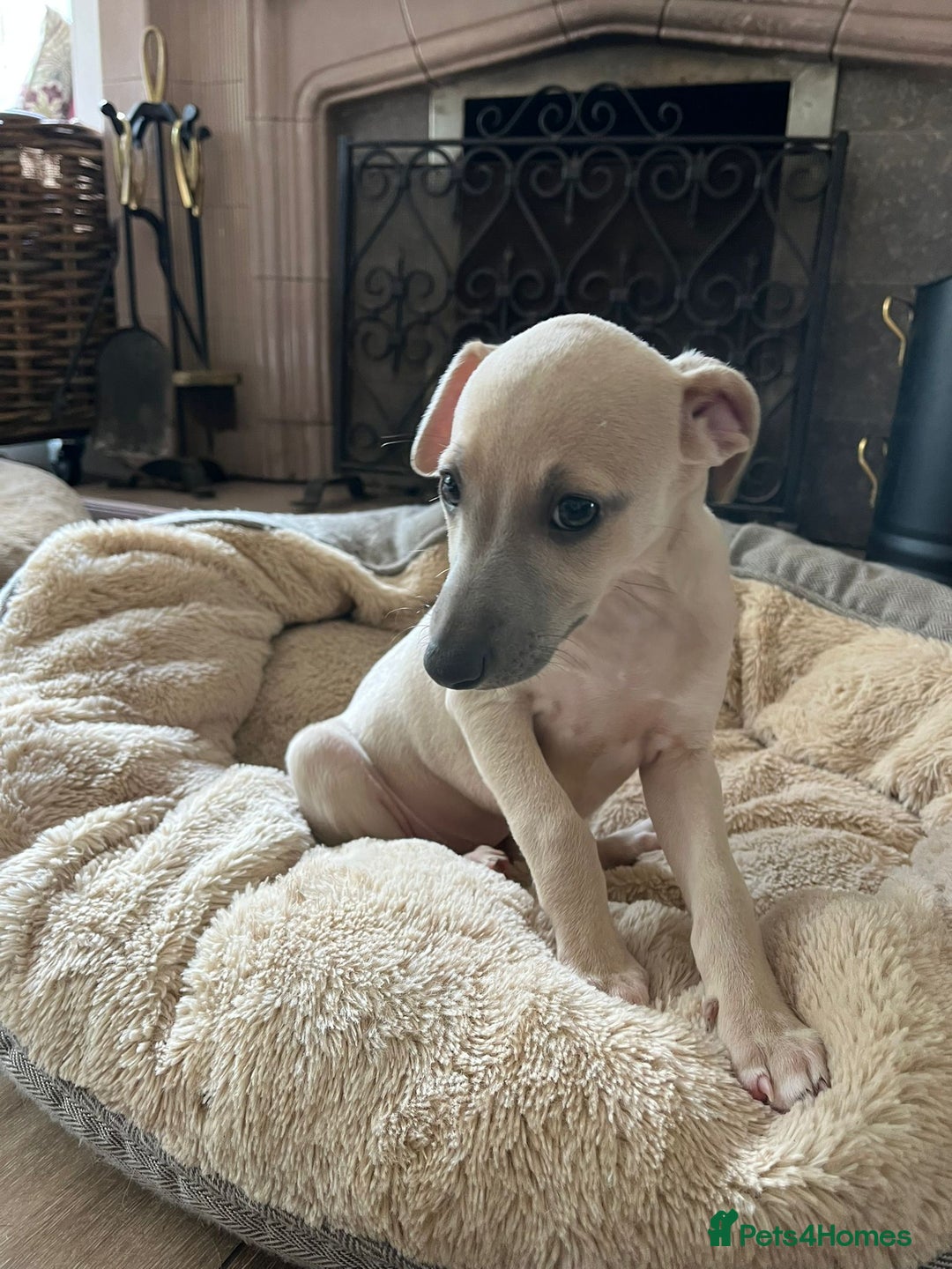 Mixed Breed dogs for sale:  🐶✨ ADORABLE WIGGY PUPPIES – licenced  breeder  - Image 8