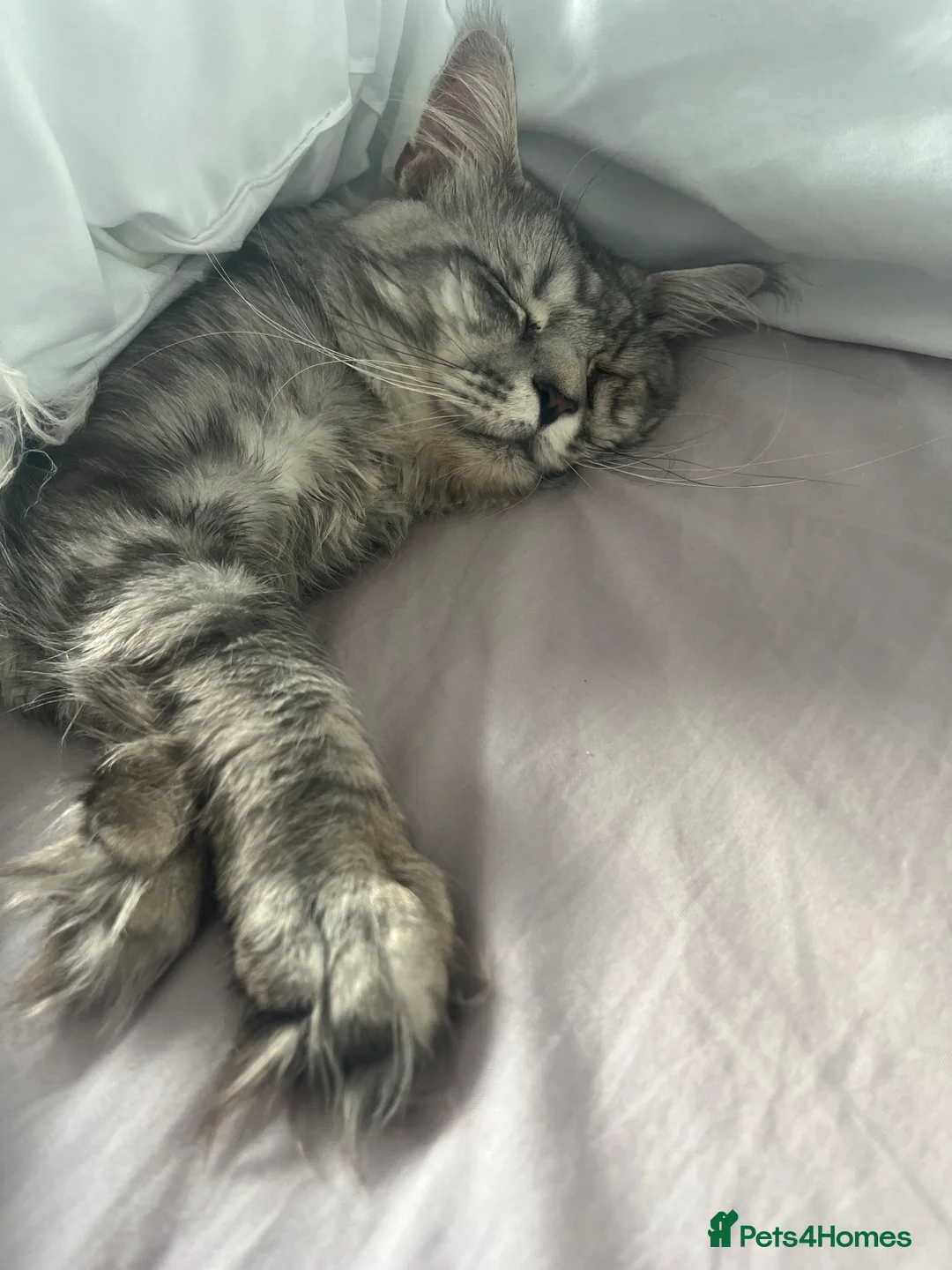 Maine Coon cats for stud: Silver tabby Maine Coon proven stud in Preston - Advert 2