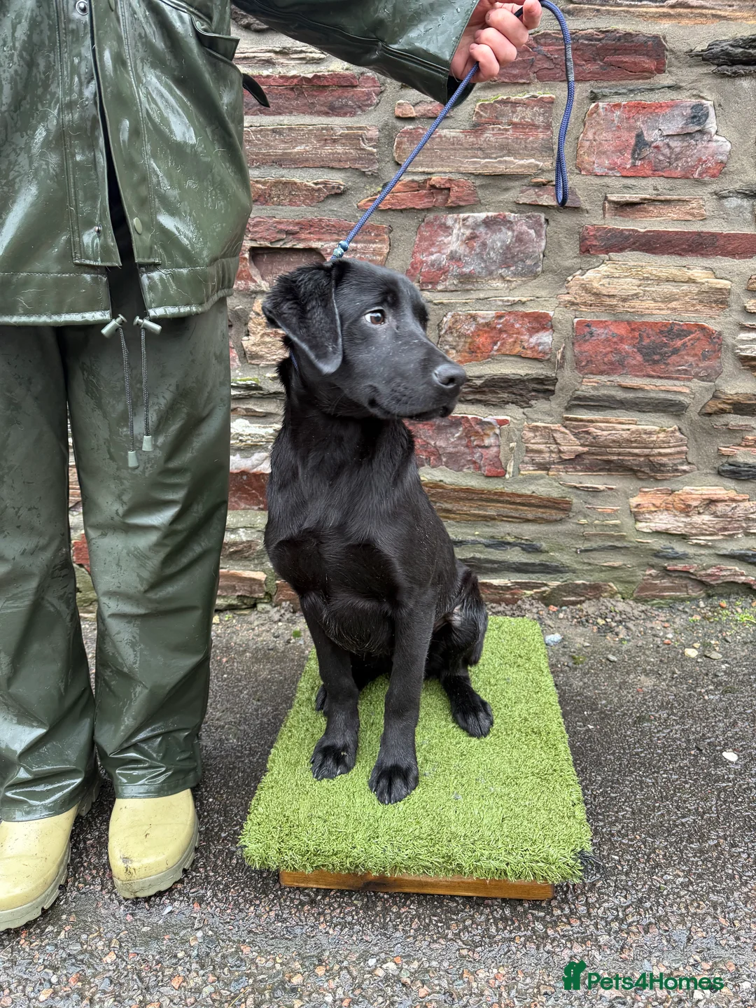 Labrador Retriever dogs for sale: 6 month Labrador Male Puppies - Advert 4