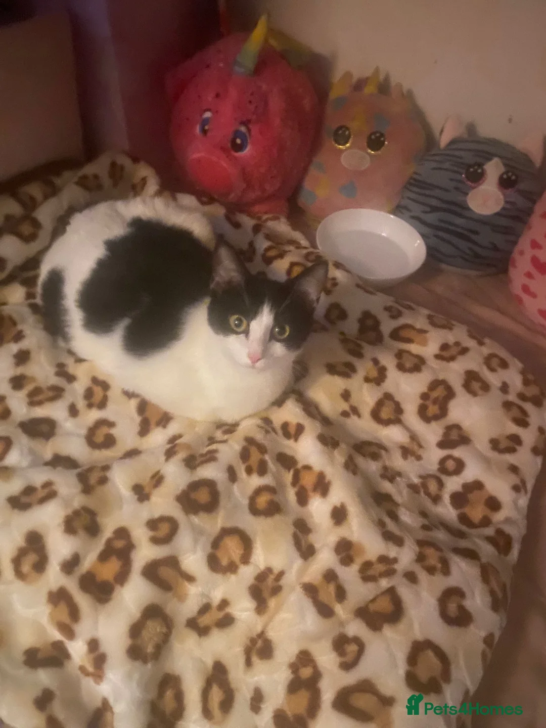 Domestic Shorthair cats for sale: 2 beautiful kittens ready to be rehomed! in London - Advert 2