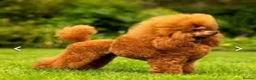 Cavapoo dogs for sale: ADORABLE DNA TESTED TOY CAVAPOO PUPPY'S  - Advert 23
