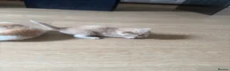 British Longhair cats for sale: Stunning Cream male kitten - Advert 7
