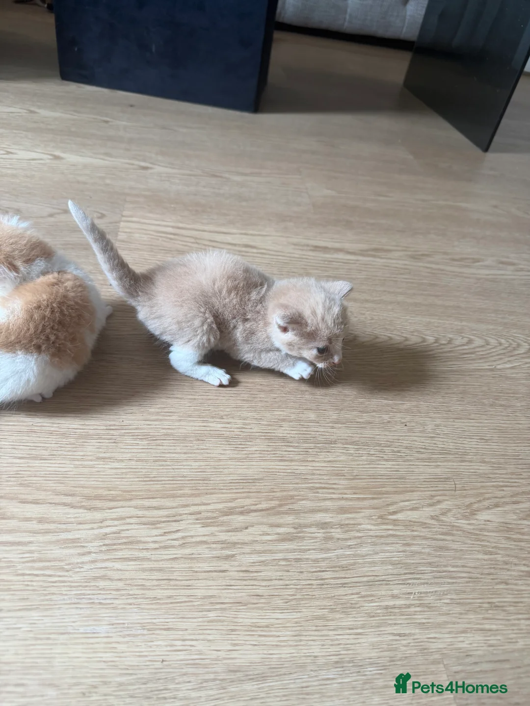 British Longhair cats for sale: Stunning Cream male kitten - Advert 7