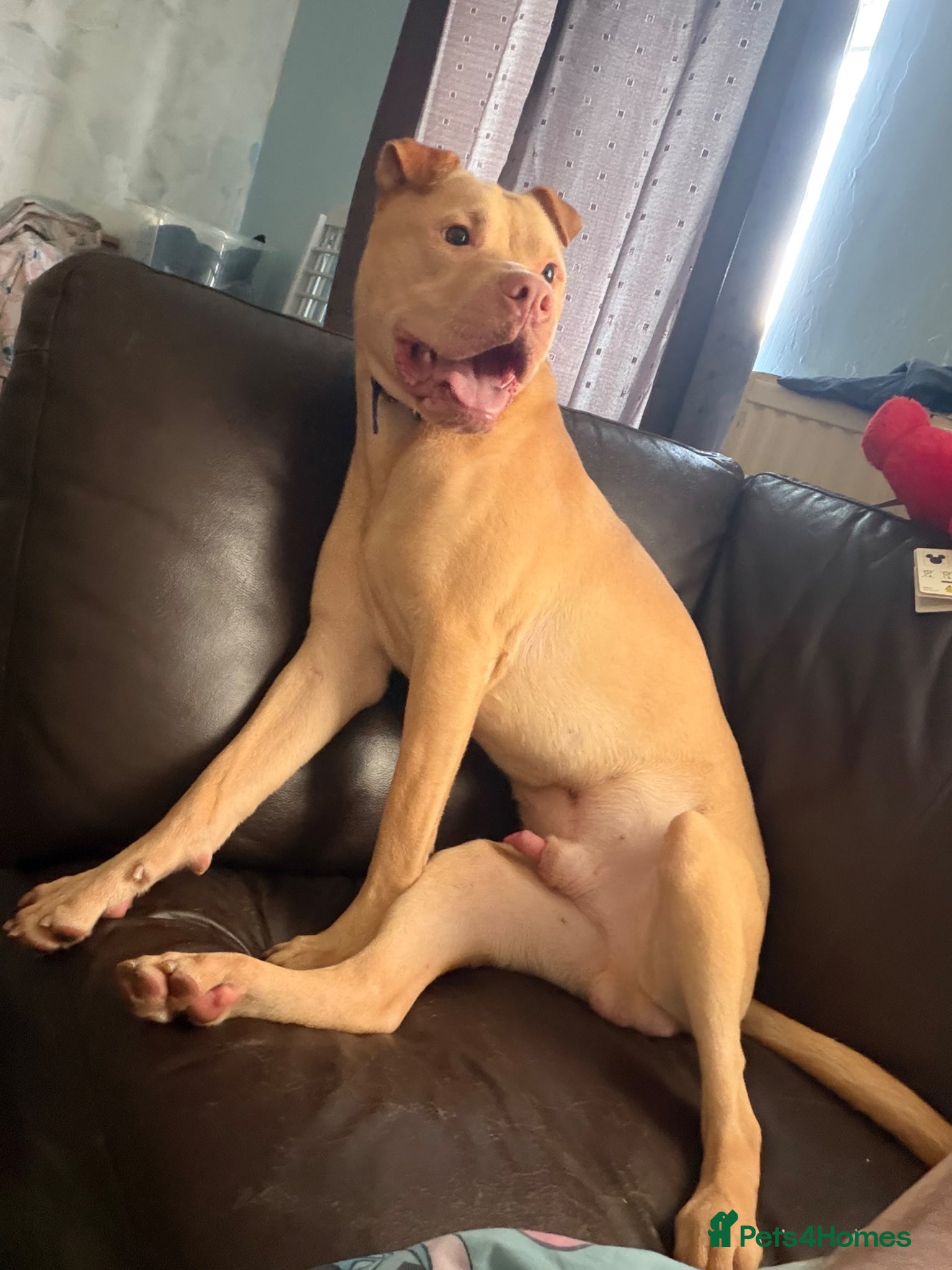 Mixed Breed dogs for sale: Male staffie cross sha-pei  in Leeds - Advert 3