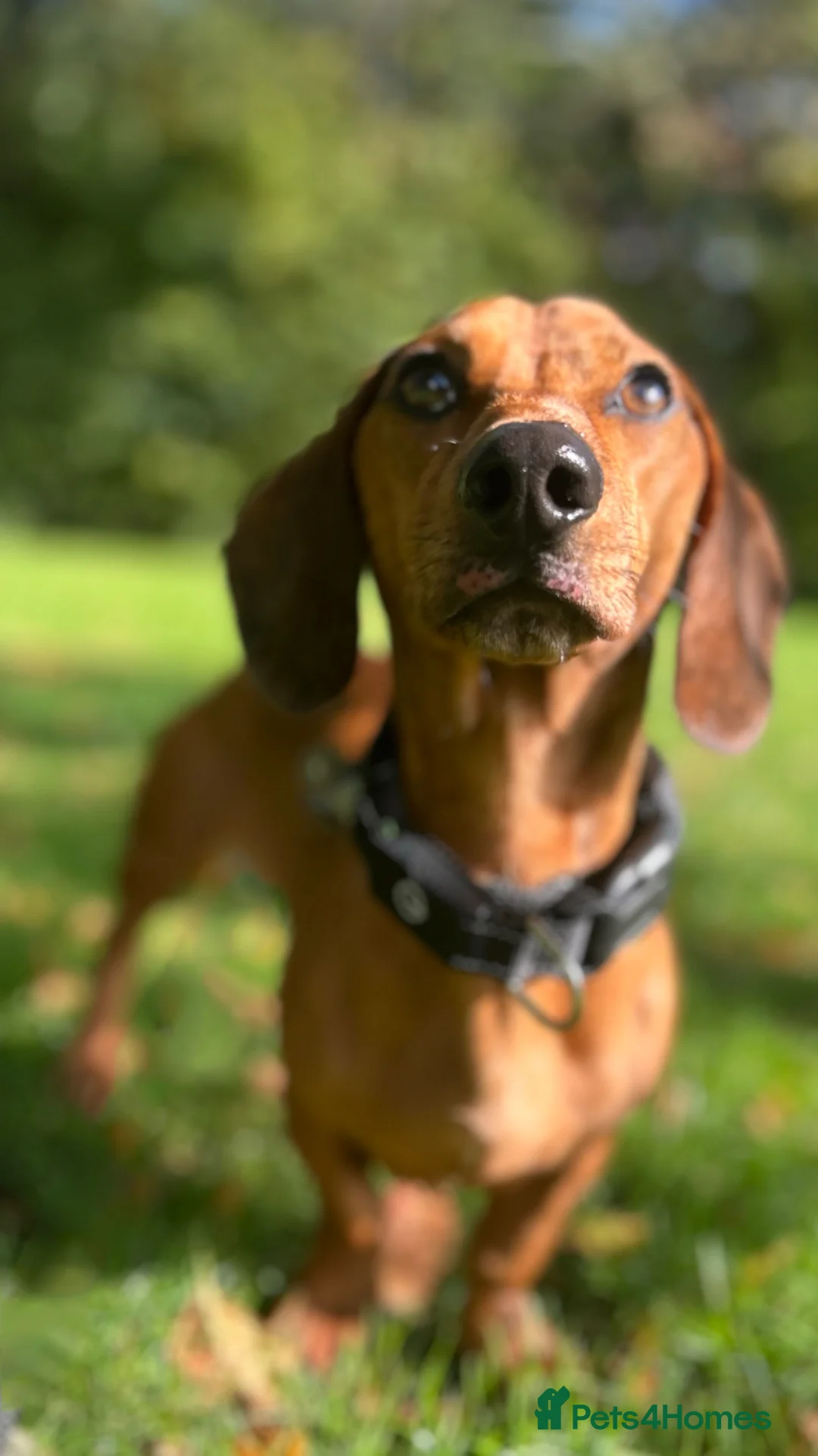 Dachshund dogs for sale: Marley in Leeds - Advert 2