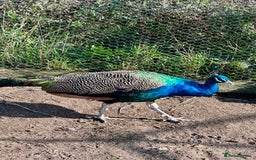 Peafowl poultry for sale: Two Indian Blue Peacocks for Sale - Image 3