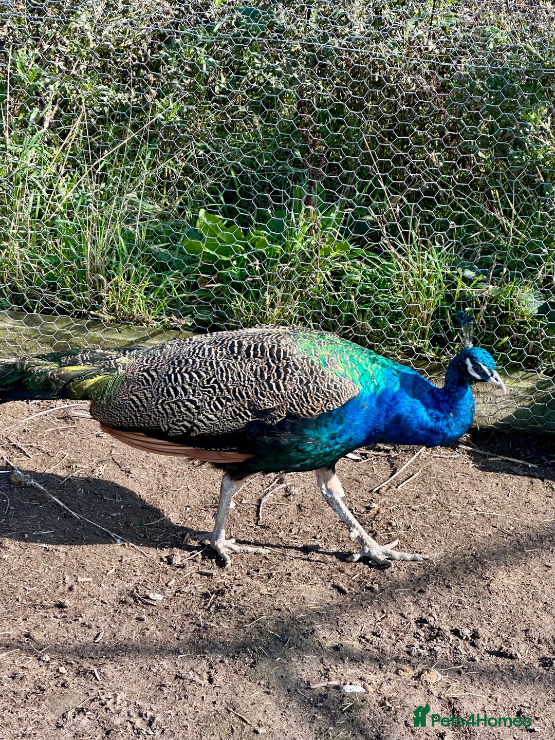 Peafowl poultry for sale: Two Indian Blue Peacocks for Sale - Image 3