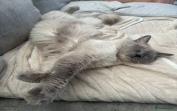 Ragdoll cats for sale: Adorable Ragdolls- DNA Clear Parents 🌟 - Image 10