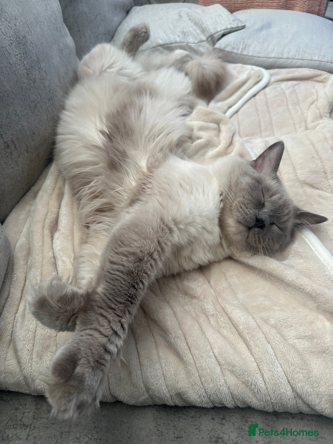Ragdoll cats for sale: Adorable Ragdolls- DNA Clear Parents 🌟 - Image 10