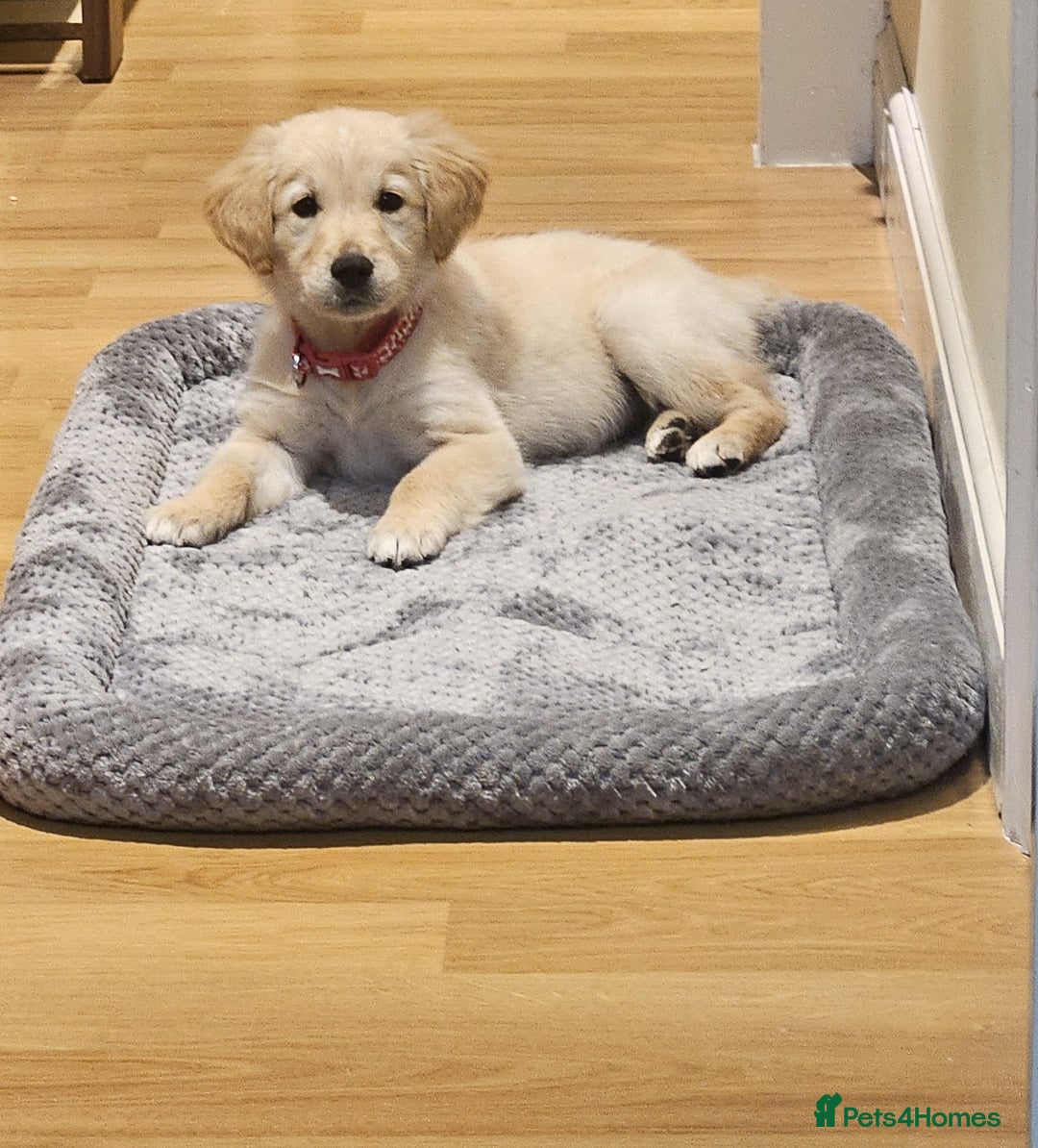 Golden Retriever dogs for sale: Beautiful Male Golden Retriever Puppy for Sale - Advert 1