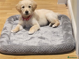 Golden Retriever dogs Beautiful Male Golden Retriever Puppy for Sale - Advert 1