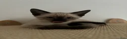 Siamese cats for sale: 5 Adorable Kittens Looking for Their Forever Homes - Advert 5