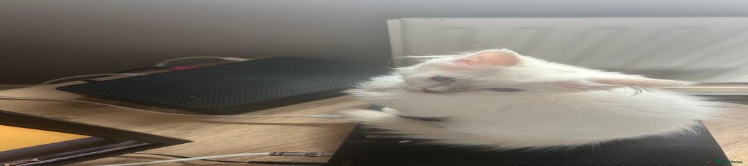 Ragdoll Kitten 2