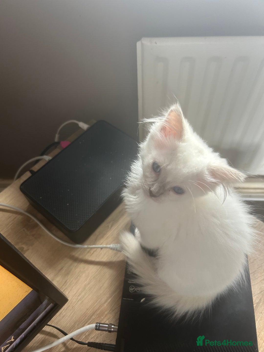 Ragdoll cats for sale: 2Male Kittens - Image 7