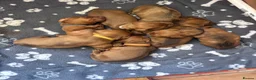 Miniature Dachshund dogs for sale: Beautiful KC Registered Puppies – 6 Boys & 1 Girl - Advert 16