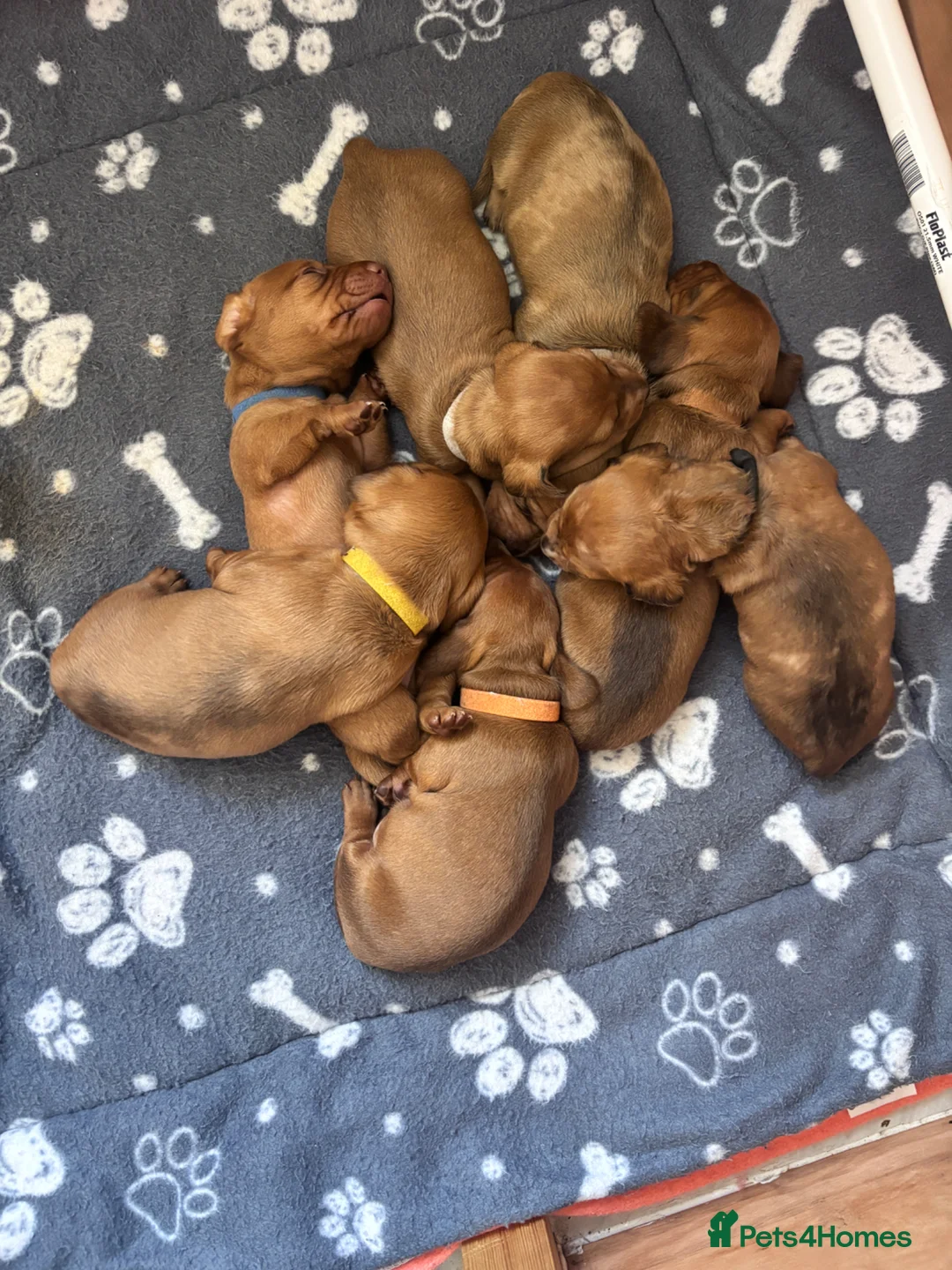 Miniature Dachshund dogs for sale: Beautiful KC Registered Puppies – 6 Boys & 1 Girl - Advert 16