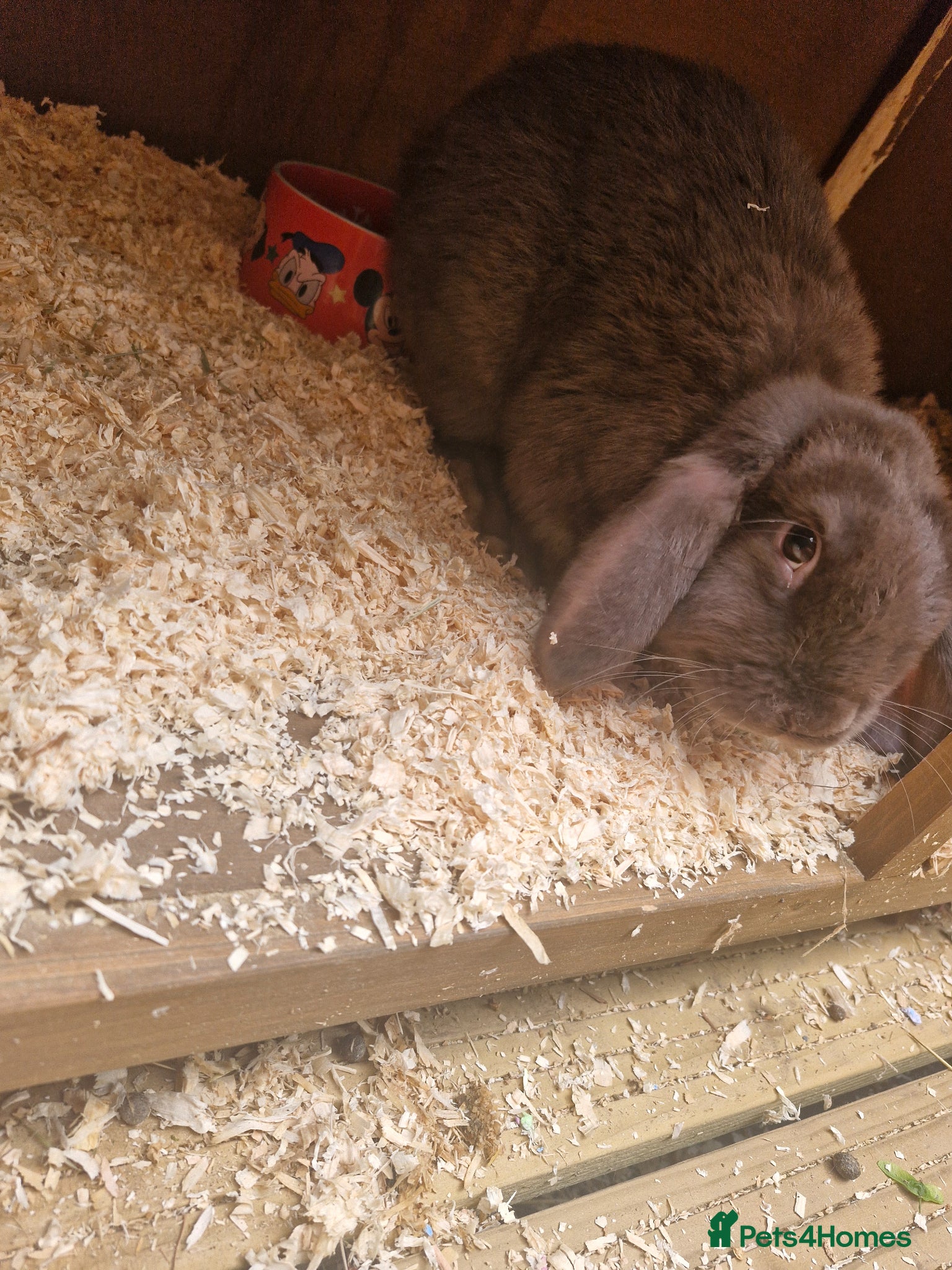 French Lop rabbits Little buck looking for new home  - Advert 1