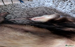 Ferret rodents for sale: 2 female ferrets with cage etc - Image 6