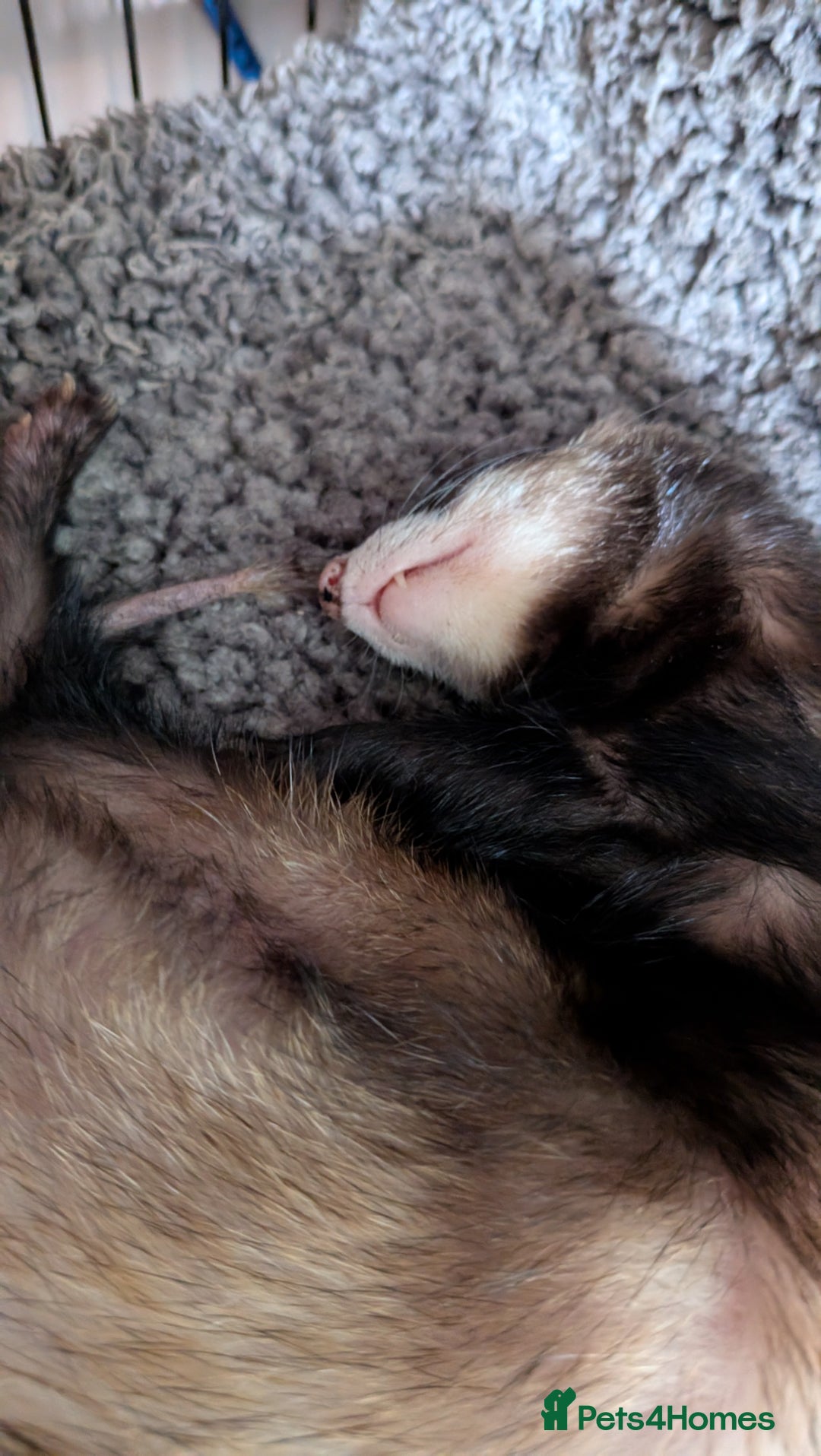 Ferret rodents for sale: 2 female ferrets with cage etc - Image 6