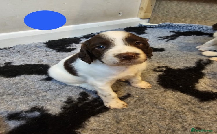 English Springer Spaniel dogs - Advert 1