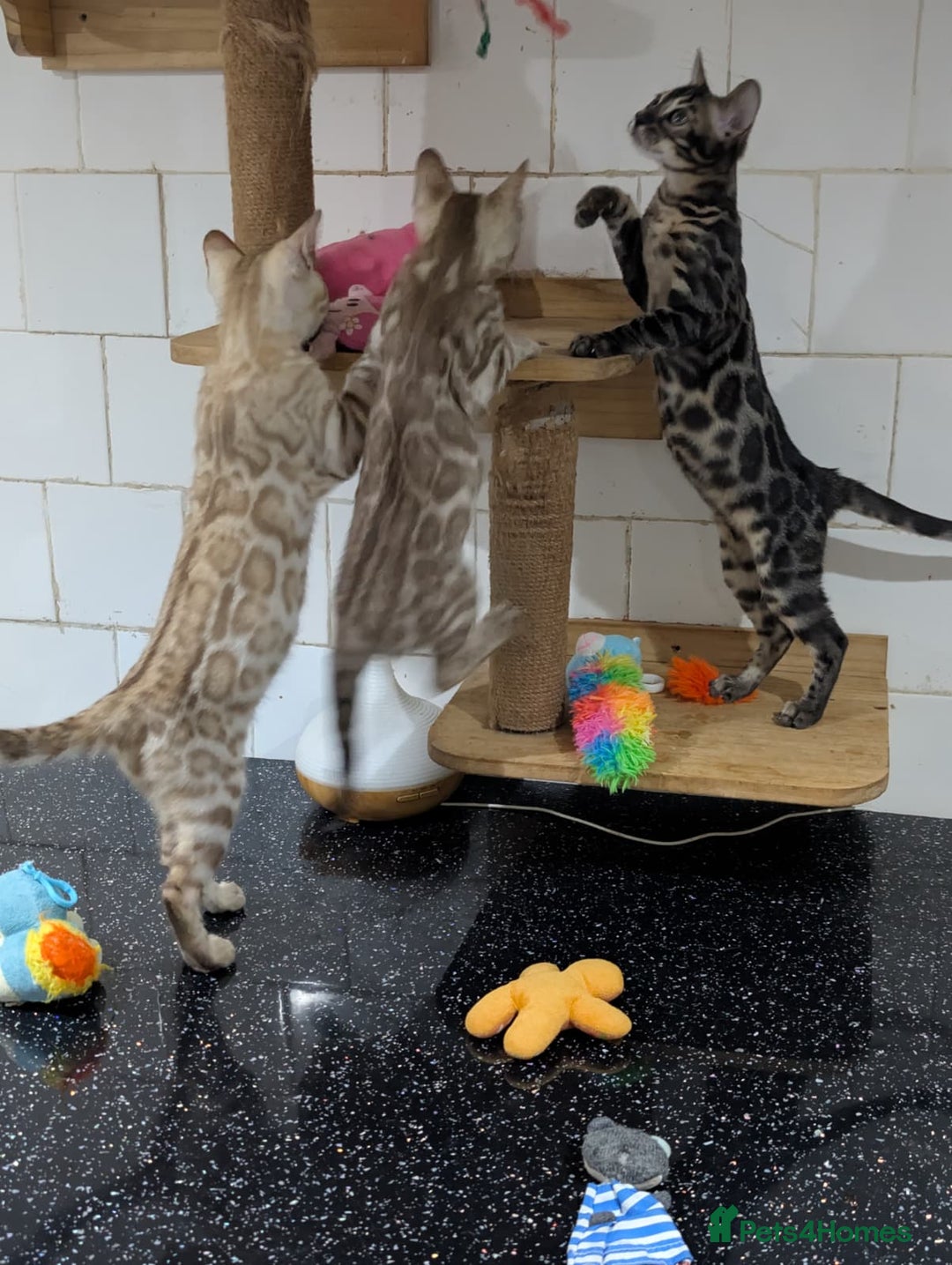 Bengal cats for sale: 🔥✨Pedigree TICA-Registered Bengals - Advert 5