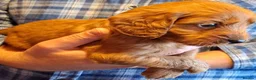 Cockapoo dogs for sale: Cockapoo puppies  - Advert 18