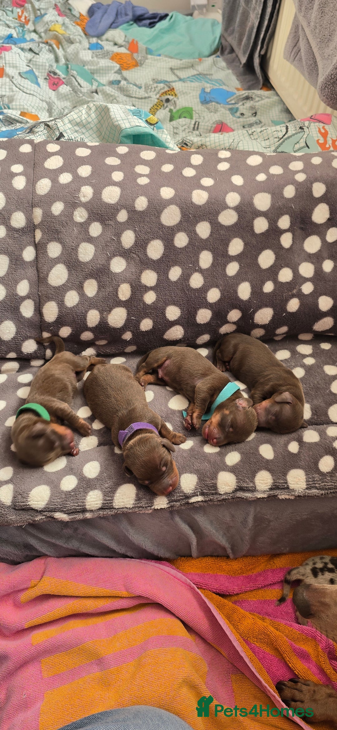 Miniature Dachshund dogs for sale: KC registered miniature Dachshund 🐶  - Advert 5