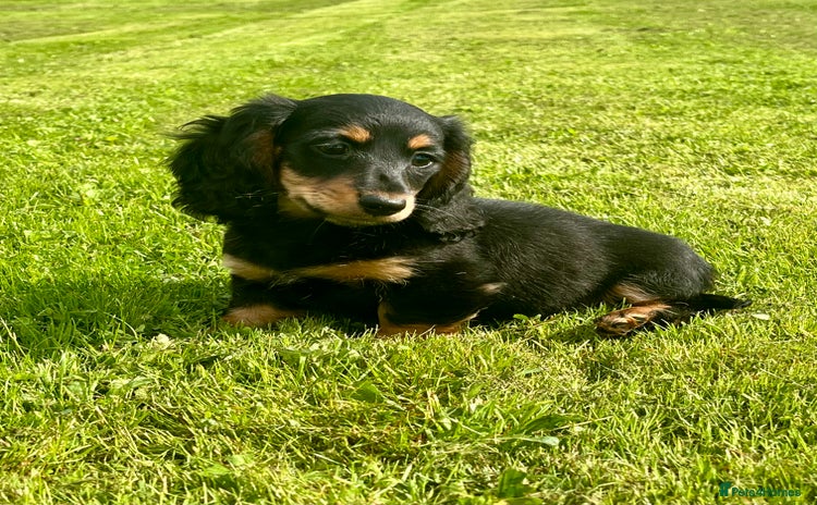 Miniature Dachshund dogs - Advert 6