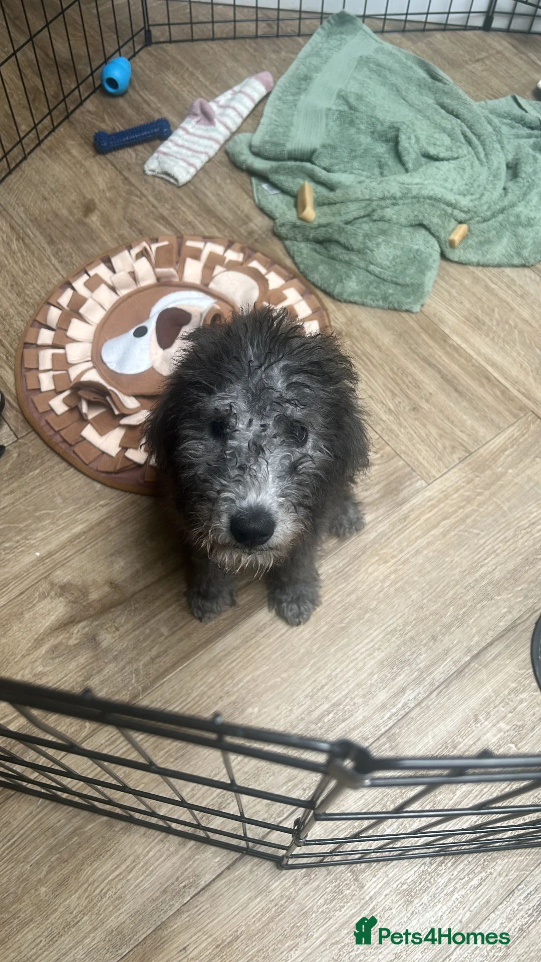 Bedlington Terrier dogs for sale: Bedlington puppy - Advert 6