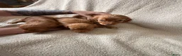Cocker Spaniel dogs for sale: Kc registered workingline cocker spaniels  - Advert 13