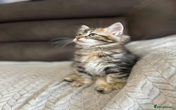 Siberian cats for sale: Purebred- Hypoallergenic Siberian Kittens - Image 23
