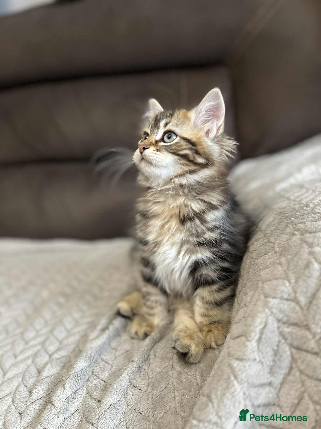 Siberian cats for sale: Purebred- Hypoallergenic Siberian Kittens - Image 23