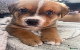 Mixed Breed dogs for sale: American Bulldog X Bernese mountain Dogs  - Image 17