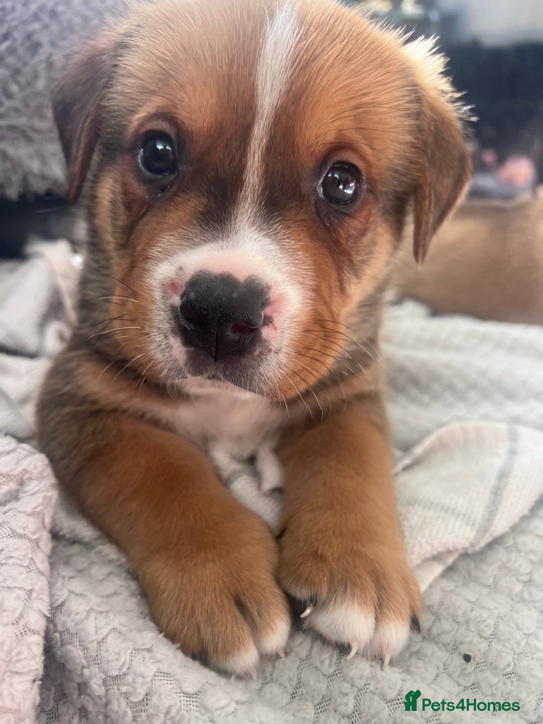 Mixed Breed dogs for sale: American Bulldog X Bernese mountain Dogs  - Image 17