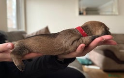 Miniature Dachshund dogs for sale: Supreme KC Miniature Wirehaired Dachshunds! - Advert 12