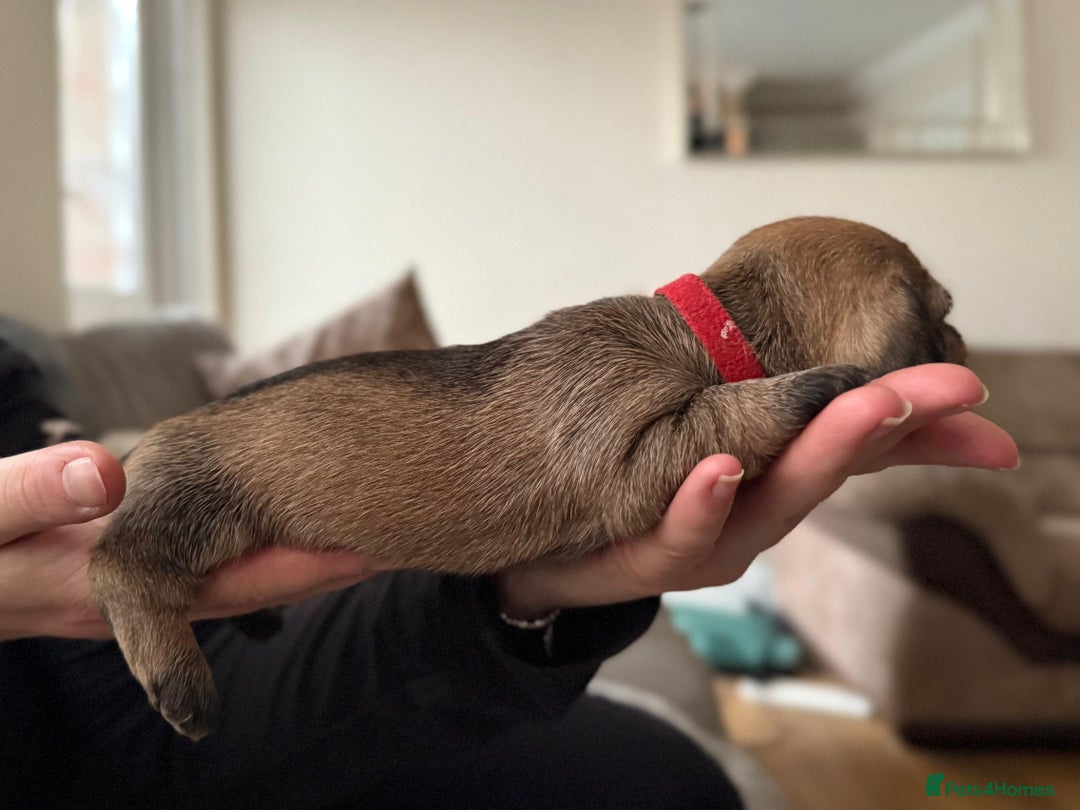 Miniature Dachshund dogs for sale: Supreme KC Miniature Wirehaired Dachshunds! - Advert 12