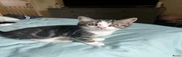 Mixed Breed cats for sale: 4x kittens for sale - Advert 5