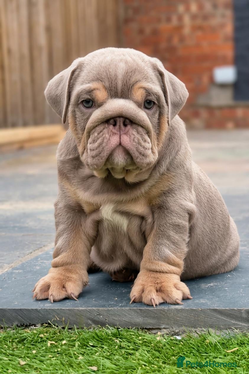 English Bulldog dogs English Bulldogs pups Blue Merle & Lilac Tan - Advert 10