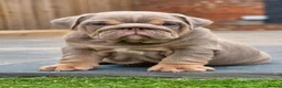 English Bulldog dogs for sale: English Bulldogs pups Blue Merle & Lilac Tan in Doncaster - Advert 1