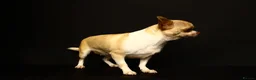 Chihuahua dogs for sale: Chihuahua girls, apple heads and short faces  - Advert 4