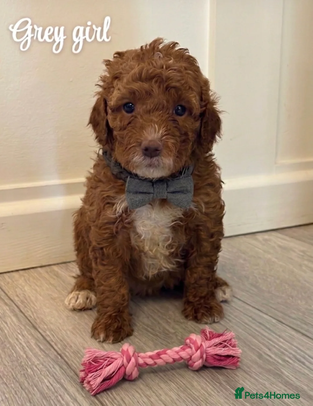 Mini Goldendoodle dogs for sale: Beautiful Mini Double Doodles  - Advert 15
