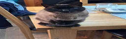 Ragdoll cats for sale: 2 adult ragdoll cats  in Manchester - Advert 3