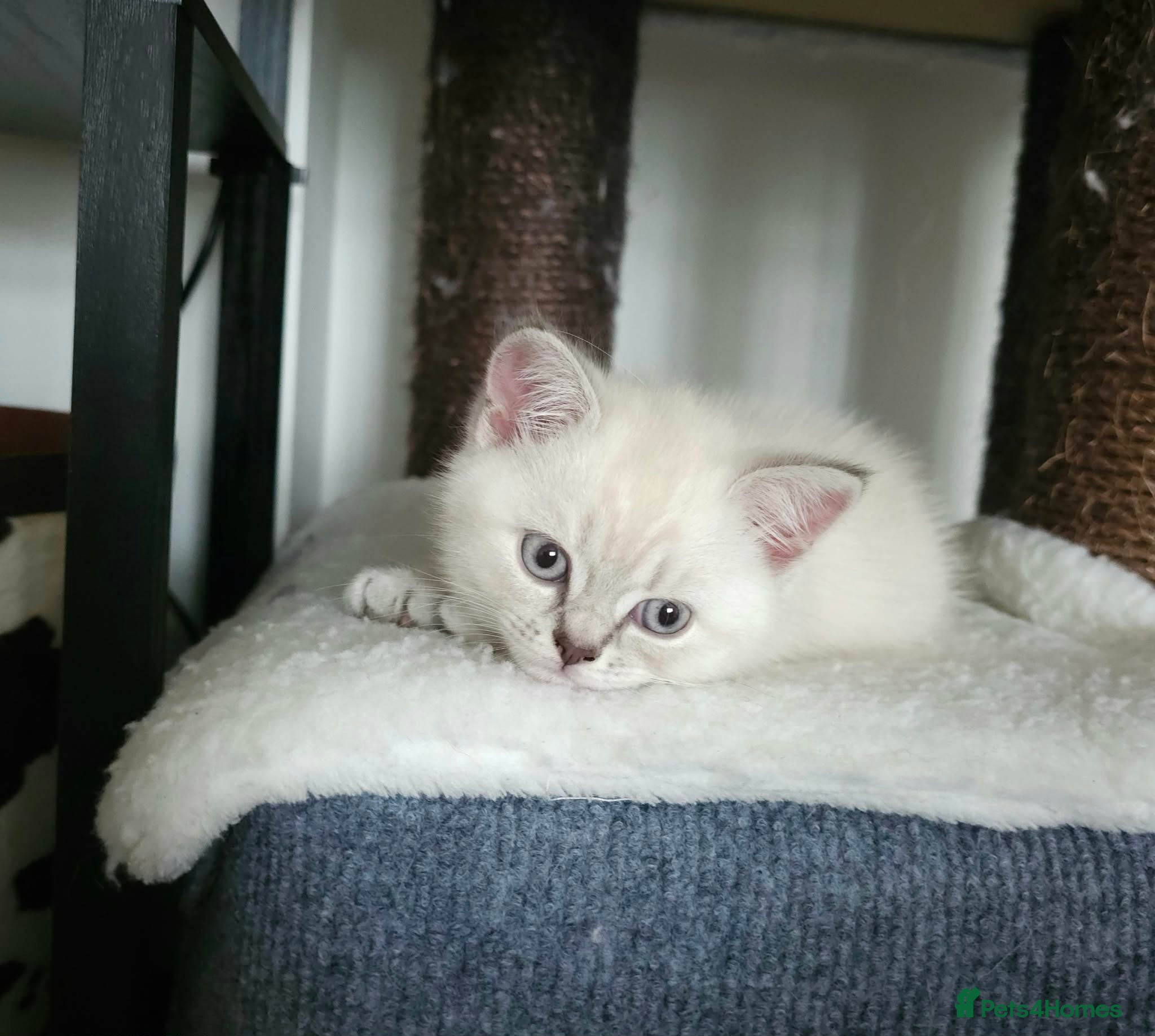 British Shorthair cats Beautiful Colourpointed Kittens - Advert 2