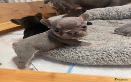 French Bulldog dogs for sale: 🩷5 French bulldog pups for sale🩷 - Image 2