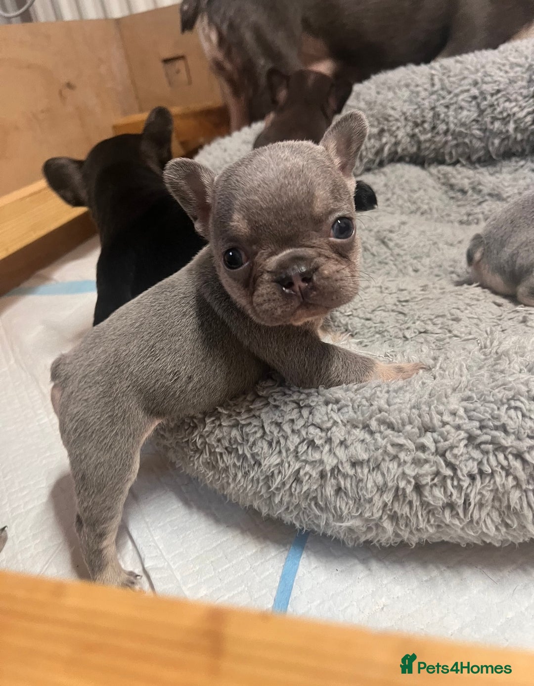 French Bulldog dogs for sale: 🩷5 French bulldog pups for sale🩷 - Image 2