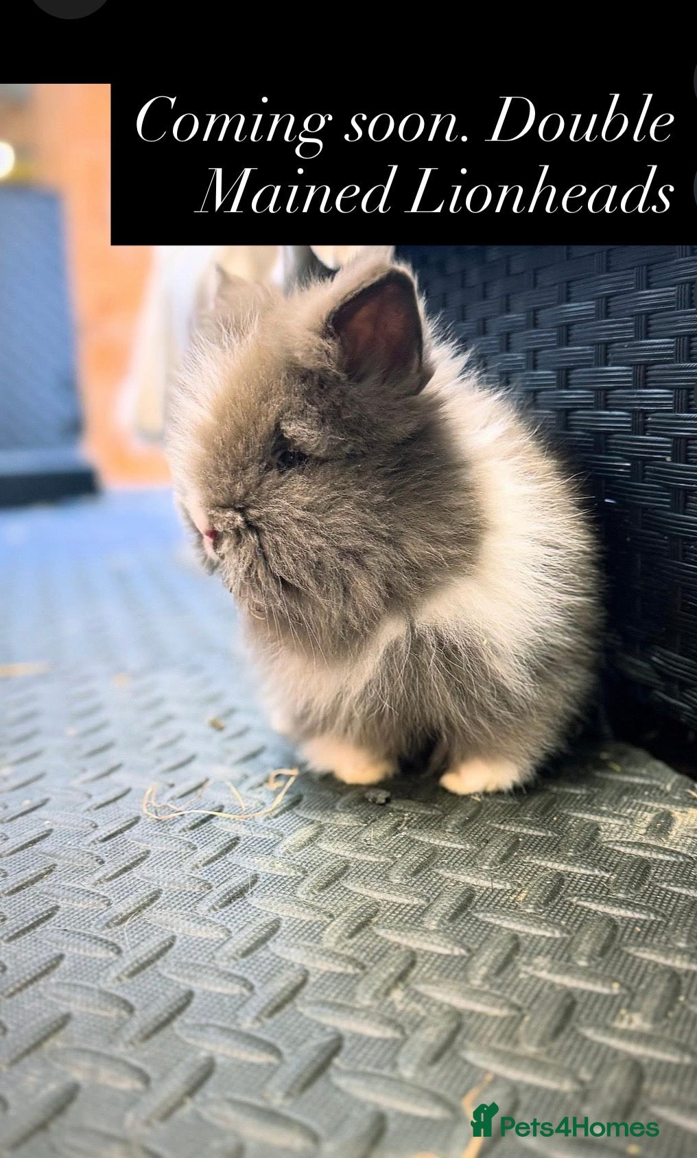 Mixed Breed rabbits Double Mained Lionhead. Coming soon - Advert 7
