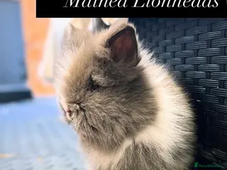 Mixed Breed rabbits Double Mained Lionhead. Coming soon - Advert 7