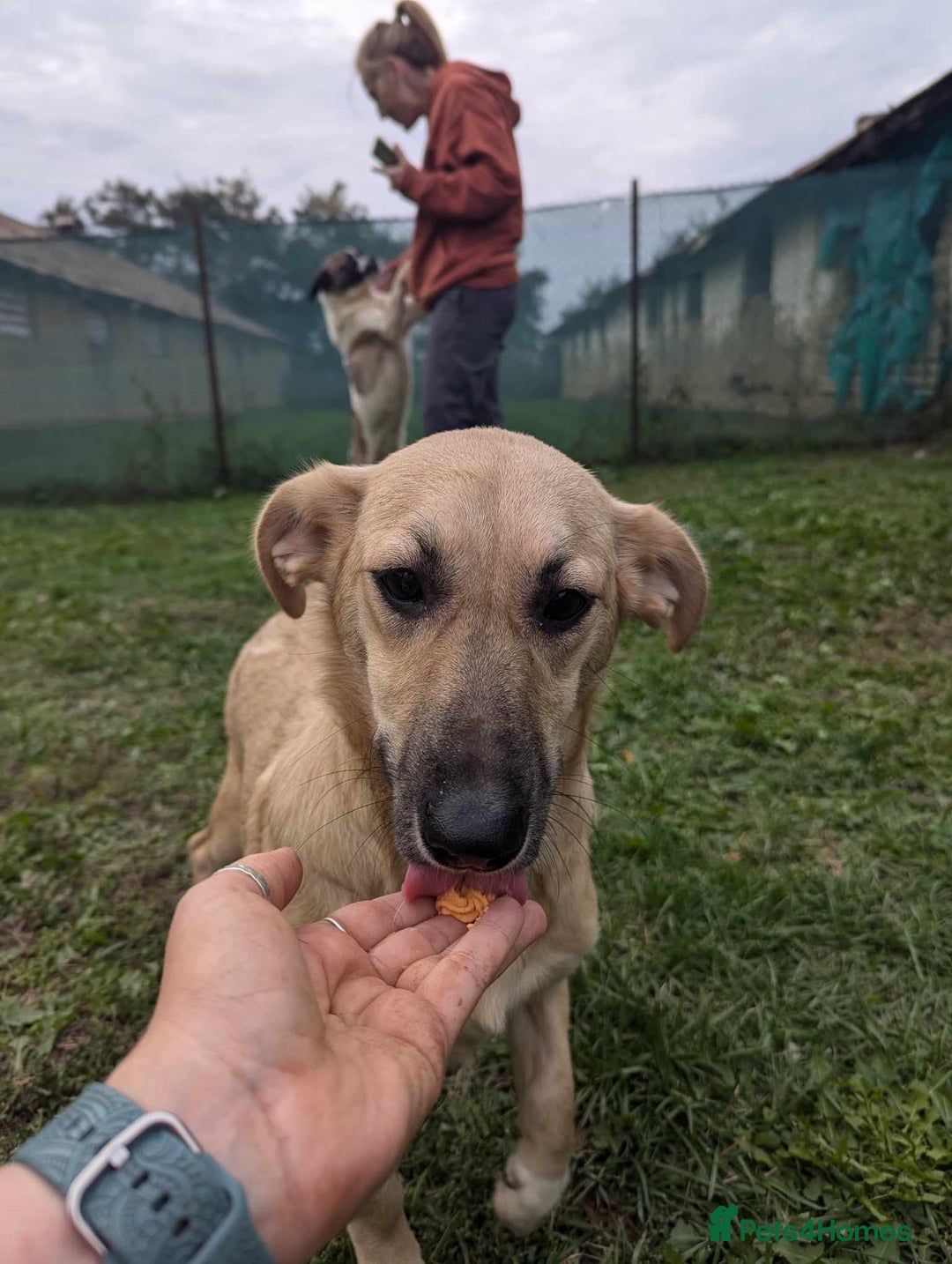 Mixed Breed dogs for adoption: Daisy for adoption - Advert 7